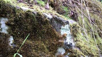 schließen oben von das Boden und ein Stein im das Wald bedeckt durch Grün Moos. Lager Filmaufnahme. Sommer- Hain mit verwelkt nass Blätter Lügen auf das Boden. video