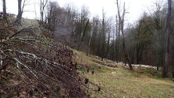 rurale paesaggio con in ritardo autunno foresta sotto il pioggia su nuvoloso cielo sfondo. azione filmato. tagliare giù alberi e Calvo alberi coperto di nebbia. video