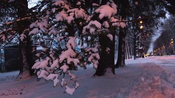 detailopname van groot pijnboom takken en sneeuw vallend van hen in groot stad park of steeg in winter Bij de avond. concept. winter stedelijk landschap video