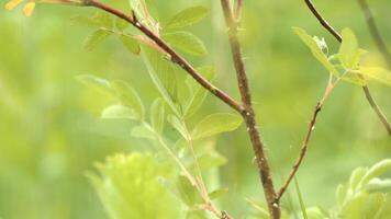 vicino su Visualizza di cespuglio rami con verde le foglie con gocce di acqua su sfocato verde sfondo. azione filmato. giovane albero con fresco gocce di mattina rugiada. video