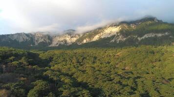 Aerial view of gorgeous mountains covered with green trees and disappearing in the white clouds in warm summer day. Shot. Beautiful mountains scenery video