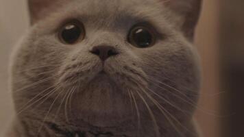 Close-up of cute grey fluffy cat's face looking at the camera. Stock footage. Domestic animals concept video