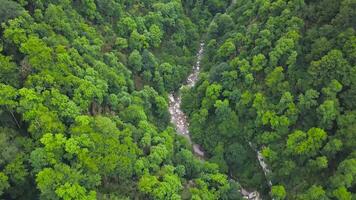 Top view of wild forest valley with rocks and stream. Clip. Natural landscape of dense green forest with rock ledges and mountain rivers video