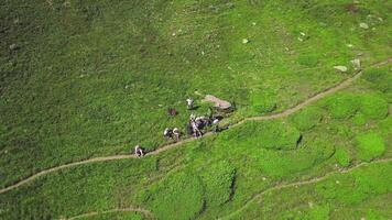 touristes séance sur vert herbe par Montagne chemin. agrafe. Haut vue de groupe de touristes en vacances sur vert collines. luxuriant vert herbe dans collines de content touristes video