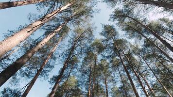 Bottom view of tops of pine trees in forest on background blue sky. Clip. Dizzying view of tops of pine trees on sunny spring day. Bottom view of trees during hike in forest video