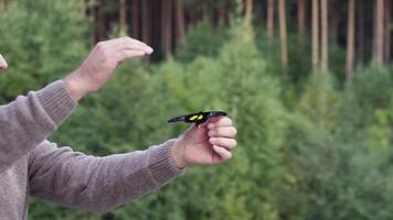 caucasian man med en stor fjäril av svart och gul färger i hans hand. video. sida se av en mitten åldrig man rörande en tropisk fjäril på de bakgrund av grön skog. video