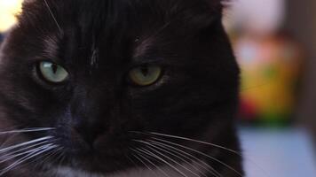 inhemsk svart och vit söt katt med grön ögon. begrepp. skön katt med slät mörk päls liggande i de levande rum på Hem på suddig bakgrund. video
