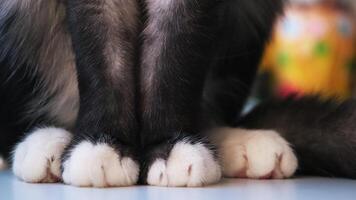 White paws of black cat on white flat surface. Concept. Close up of beautiful cat paws and fluffy tail, cat sitting on the table at home on blurred background. video