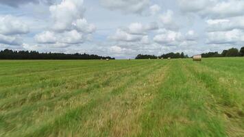 verão panorama do prados ceifado durante colheita tempo. tomada. palheiros secagem debaixo a sol, preparação do animal alimentar, campo ecológico região. video