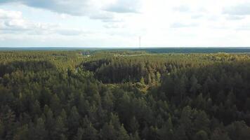 Stunning aerial view of the road in the lush green coniferous forest. Stock footage. Flying above the endless valley with pine trees in the coniferous forest in early spring. video