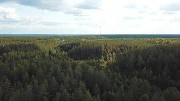 atemberaubend Antenne Aussicht von das Straße im das üppig Grün Nadelbaum Wald. Lager Filmaufnahme. fliegend über das endlos Senke mit Kiefer Bäume im das Nadelbaum Wald im früh Frühling. video