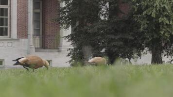 deux magnifique des oiseaux sur le été pelouse. action. rouge tadornes à la recherche pour nourriture et en marchant sur le vert herbe dans de face de rouge et frapper brique bâtiment. video