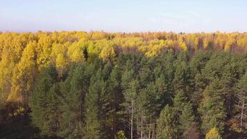 kleurrijk herfst Woud, visie het formulier bovenstaand gevangen genomen met een drone. klem. zonnig adembenemend landschap van gemengd Woud in groen en geel kleuren. video