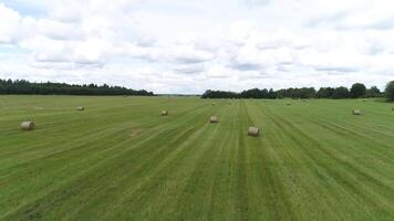 grande fieno balla rotoli su un' verde campo con blu cielo e nuvole su il sfondo. sparo. rurale paesaggio con falciato erba nel rotoli circondato di verde alberi. video