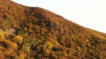 aéreo Visão do colorida madeiras cobertura montanha declive, cair. imagens de vídeo. deslumbrante outono panorama com uma íngreme Colina e brilhante amarelo e laranja árvores dentro pôr do sol. video