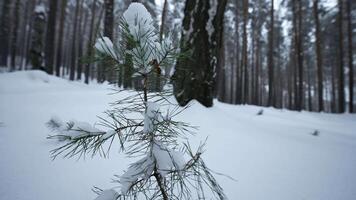 Small growing fir tree in winter forest. Media. Close-up of small growing fir tree in wild forest in winter. Small lonely fir tree grows in wild winter forest video
