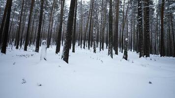 vue de hiver forêt avec caméra se tourne. médias. appareils photo vue autour vous dans hiver forêt. caméra rotation dans sauvage forêt sur hiver journée video