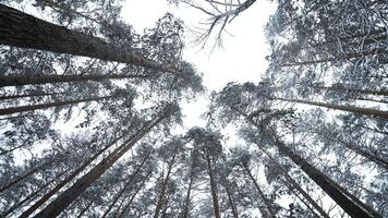 vertiginoso Visão do inverno árvores meios de comunicação. lindo Visão a partir de abaixo do árvore coroas dentro inverno floresta. lindo rotativo Visão do Copa das árvores dentro inverno video