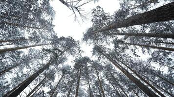 vertiginoso Visão do inverno árvores meios de comunicação. lindo Visão a partir de abaixo do árvore coroas dentro inverno floresta. lindo rotativo Visão do Copa das árvores dentro inverno video