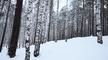 Beautiful landscape with birch trees in winter forest. Media. Winter forest with birch trees and pure snow. Beautiful forest with birch trees and soothing effect on winter day video