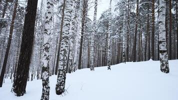 lindo panorama com bétula árvores dentro inverno floresta. meios de comunicação. inverno floresta com bétula árvores e puro neve. lindo floresta com bétula árvores e calmante efeito em inverno dia video