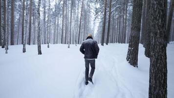 Stylish young man walking in winter forest. Media. Rear view of man walking in winter forest. Walking along path with falling snow in winter forest video