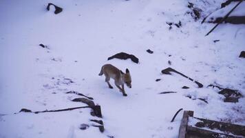 selvaggio rosso Volpe guardare per cibo, In arrivo vicino su di legno scale. clip. bellissimo animale, giovane Volpe su un' inverno nevoso montagna pendenza. video