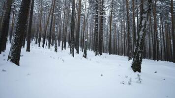 Aussicht von Winter Wald mit Kamera wendet sich. Medien. Kameras Aussicht um Sie im Winter Wald. Kamera Drehung im wild Wald auf Winter Tag video