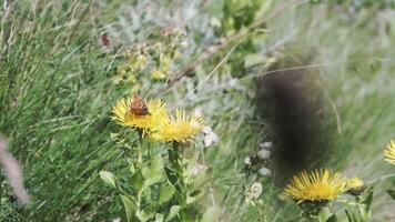 en skön fjäril sammankomst pollen på en gul blomma fält på en solig dag. klämma. grön sommar äng med gräs och blommor svängande i de vind. video