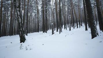 View of winter forest with camera turns. Media. Camera's view around you in winter forest. Camera rotation in wild forest on winter day video