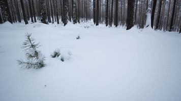 Rotating camera around in winter forest. Media. Circular view around you in wild winter forest. Rotating view of snowdrifts in winter forest video