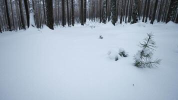 rotierend Kamera um im Winter Wald. Medien. kreisförmig Aussicht um Sie im wild Winter Wald. rotierend Aussicht von Schneeverwehungen im Winter Wald video