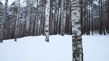kreisförmig Aussicht von Winter Wald. Medien. Überblick von wild Wald mit viele Baum Stämme auf Winter Tag. aussehen beim wild Winter Wald video