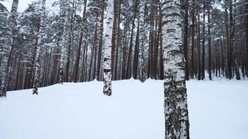 Circular view of winter forest. Media. Overview of wild forest with many tree trunks on winter day. Look at wild winter forest video