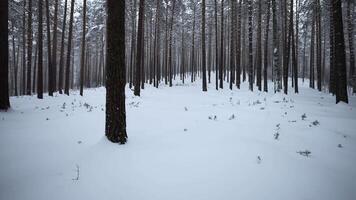 Beautiful view in wild winter forest. Media. Beautiful walk in wild forest on winter day. Camera movement in view of beautiful winter forest video