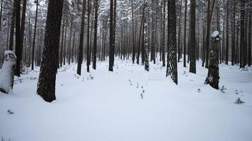hermosa bucear dentro invierno bosque. medios de comunicación. vídeo caminar en calma invierno bosque. hermosa salvaje bosque con nieve en invierno día video