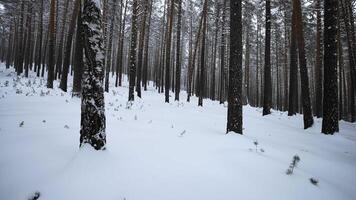 Beautiful dive into winter forest. Media. Video walk in calm winter forest. Beautiful wild forest with snow on winter day