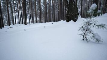 Rotating camera in winter forest. Media. Look around you in wild forest among tall trees and snowdrifts in winter. Small fir trees in winter wild forest video