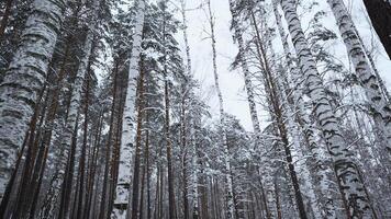 besneeuwd en magisch stil Woud in winter. media. mooi ijzig ochtend- en berk bomen. video