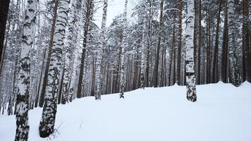Circular view of winter forest. Media. Overview of wild forest with many tree trunks on winter day. Look at wild winter forest video