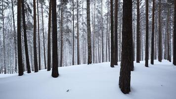 Beautiful view in forest with tree trunks on winter day. Media. Calming view of winter forest with falling snow. Beautiful landscape in winter forest during snowfall video