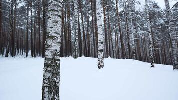 Nevado y mágico tranquilo bosque en invierno. medios de comunicación. hermosa escarchado Mañana y abedul arboles video