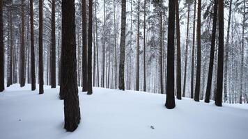 mooi landschap met besneeuwd wit Woud in winter ijzig dag. media. verbazingwekkend pijnboom toneel- visie van park bossen. video