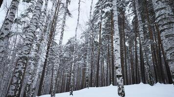 bajo ángulo ver de abedul arboles en invierno en el antecedentes de nublado blanco cielo. medios de comunicación. blanco frío suelo y alto arboles video