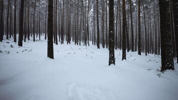 Beautiful view in wild winter forest. Media. Beautiful walk in wild forest on winter day. Camera movement in view of beautiful winter forest video