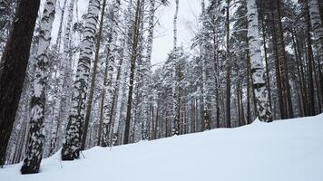 Low angle view of birch trees in winter on the background of cloudy white sky. Media. White cold ground and tall trees. video