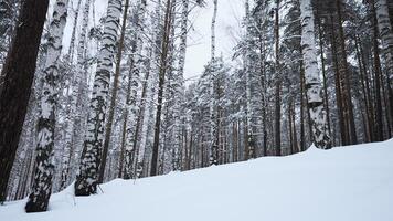 bajo ángulo ver de abedul arboles en invierno en el antecedentes de nublado blanco cielo. medios de comunicación. blanco frío suelo y alto arboles video