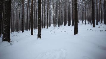 Pine forest in the snow. Media. Winter forest with snow covered trees and slowly falling snowflakes. video