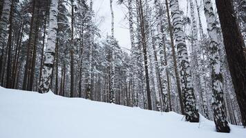 Nevado invierno Pendiente y abedul árbol bosque. medios de comunicación. hermosa invierno paisaje, calma dejar día en bosque. video