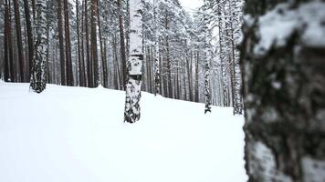 hermosa soleado Nevado invierno paisaje. medios de comunicación. abedul arboles y blanco frío suelo. video